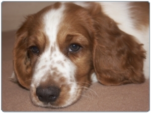 Welsh Springer Spaniel Puppy A Welsh springer spaniel puppy wondering what it's all about.